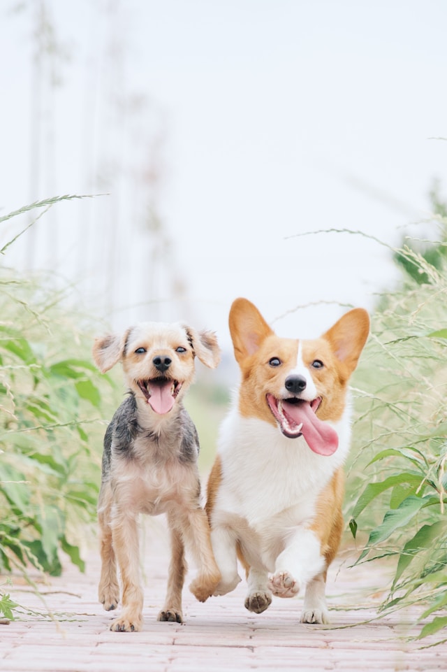 Pet-Friendly Local Events