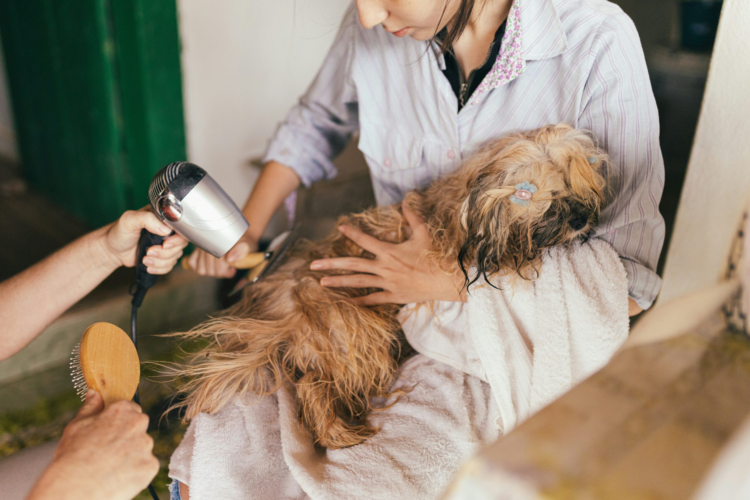 dog relaxing with groomer