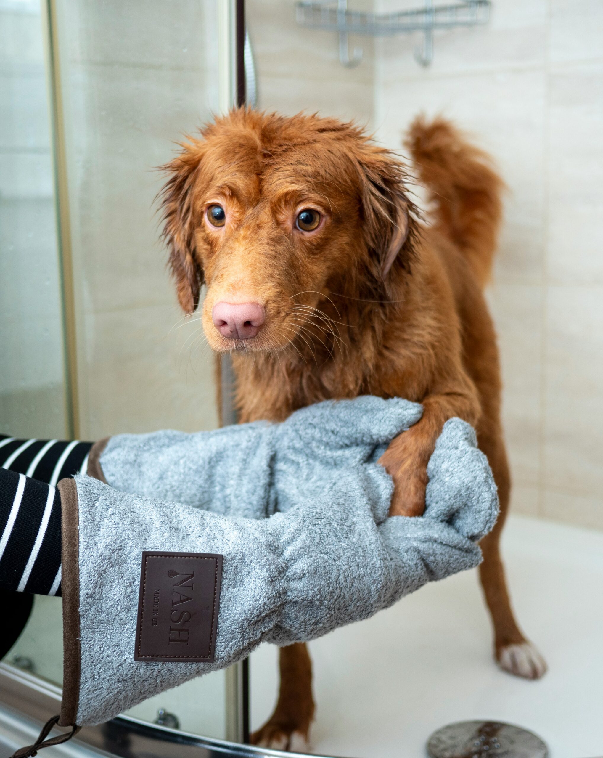 reuniting with groomed dog