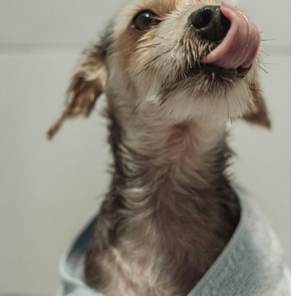 dog loves groomer